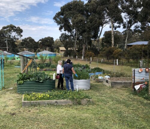 Raised Garden Beds at the St Arnaud Community Garden improve access thanks to the are-able Foundation